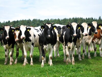 Cattle ruminant milk cow photo