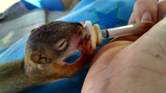 Wildlife rehabilitation baby
