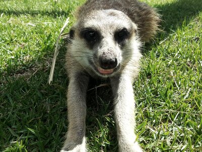 Mammal africa cute