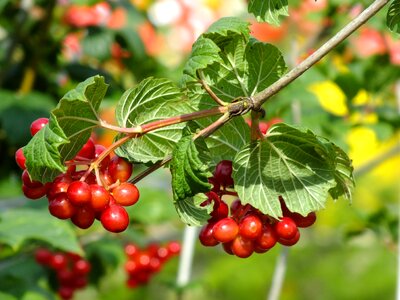Branch berry summer