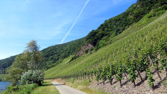 Grapes vintage cycle path photo