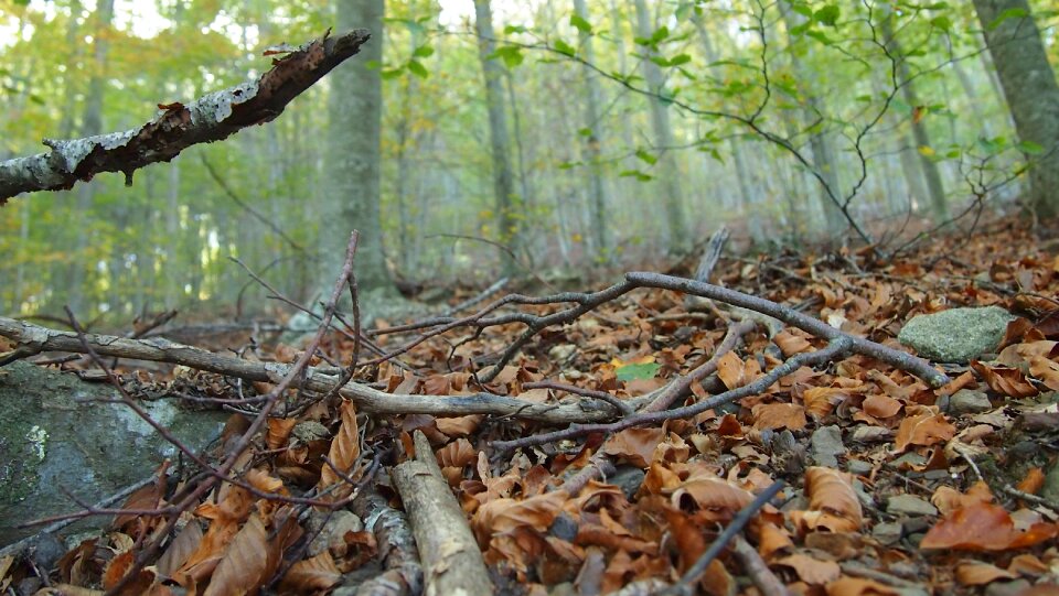 Nature green asturias photo