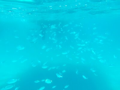 Fish swarm sea blue