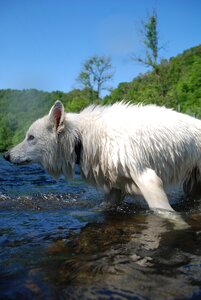 Dog wolf swiss white shepherd