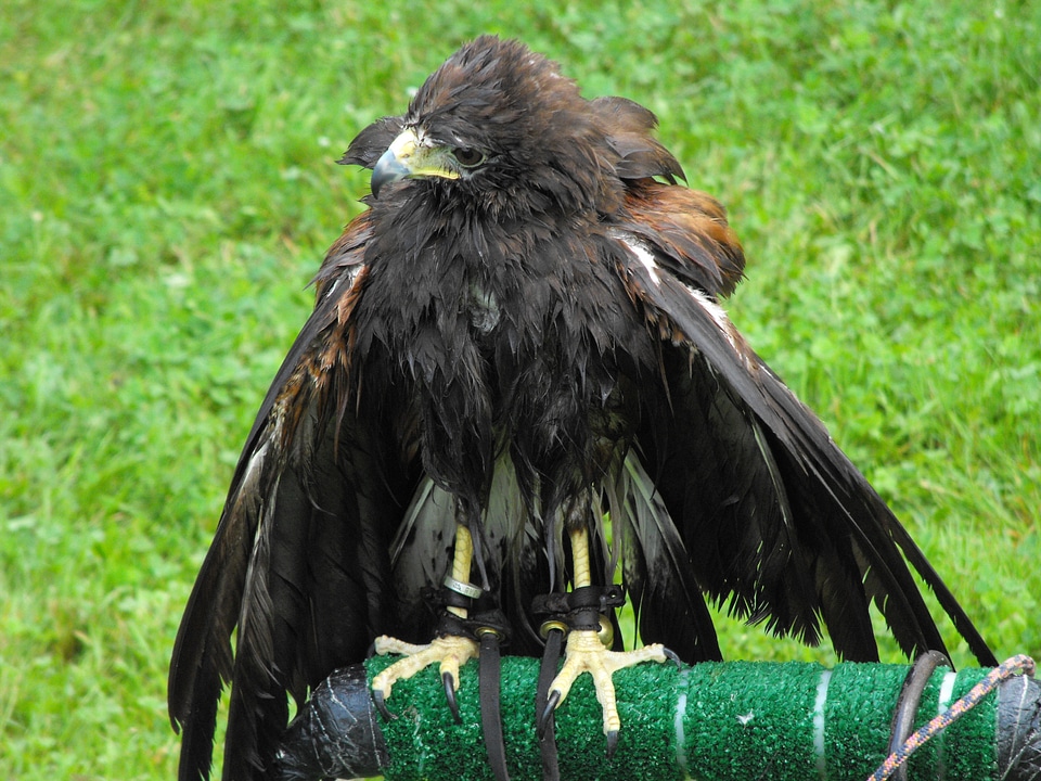 Predator feathered buzzard