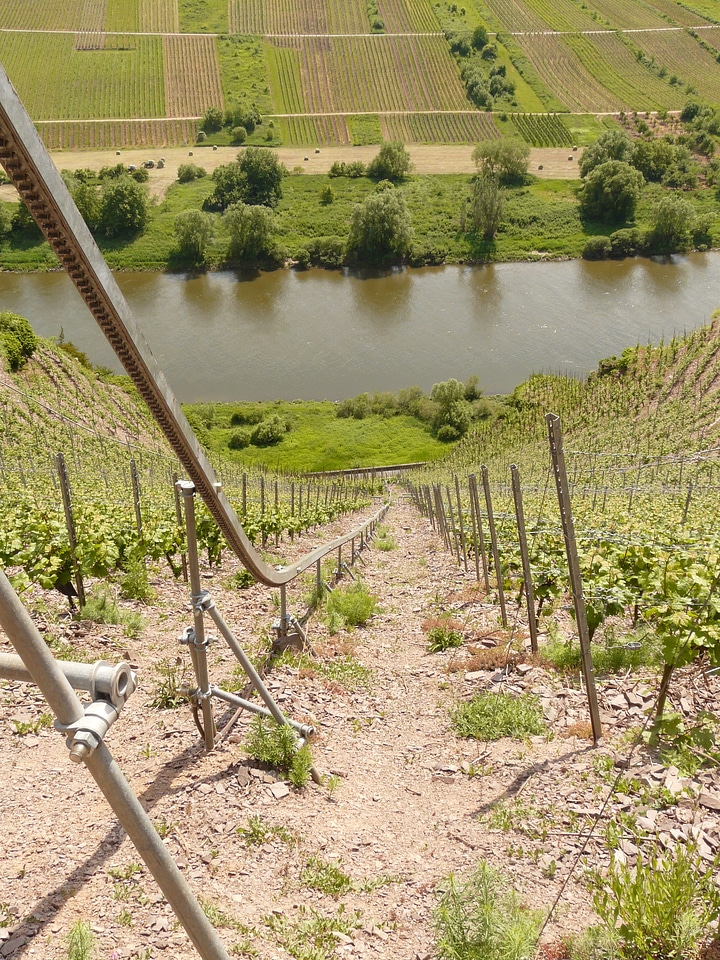 Wine steep location mosel