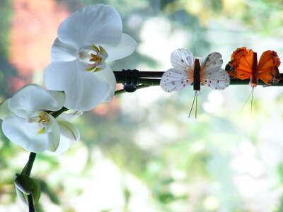 Orchis oriental flower plant