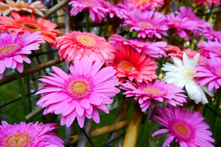 Wildflower pink tabitha photo