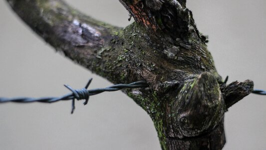 Barbed wire branch closeup photo