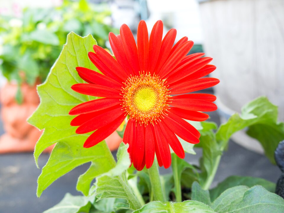 Blossom red petals