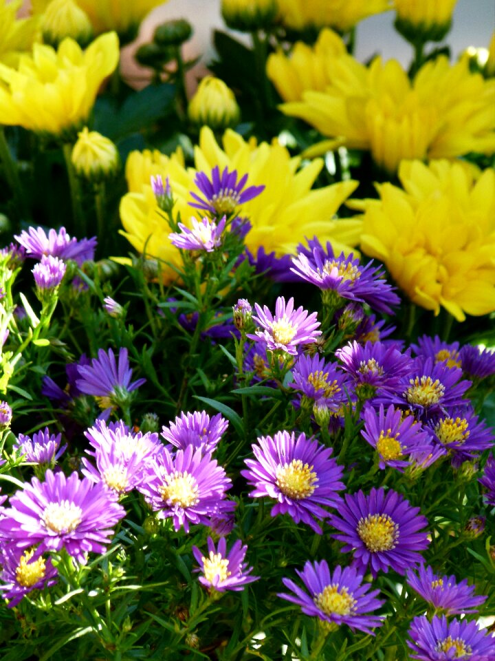 Lilac garden nature