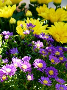 Lilac garden nature