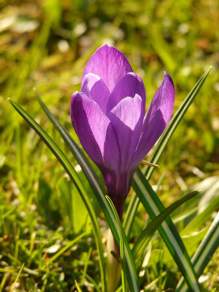 Plant blossom bloom