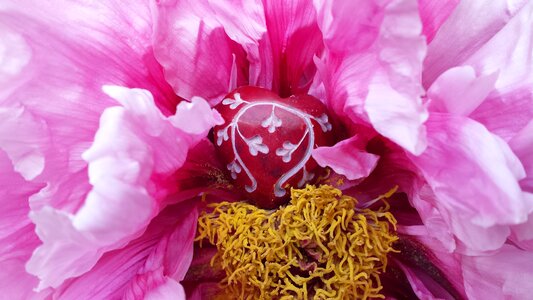 Bloom love bleeding heart