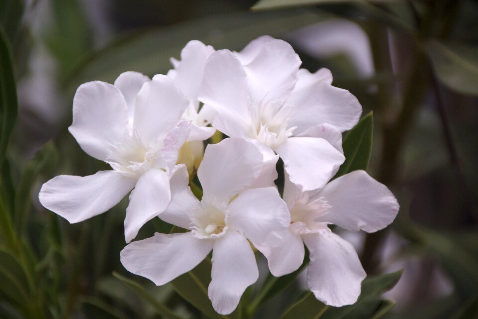 White flowers petal flowers