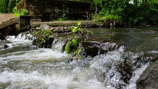 Summer green nature