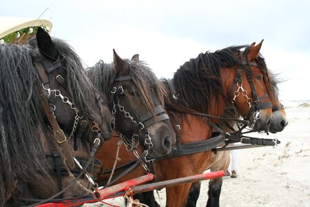 Covered wagon beach schiermonnikoog photo