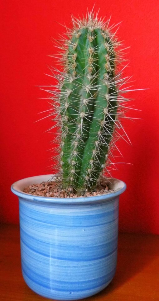 Red pot thorns