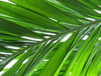 Palm leaf leaf palm tree photo
