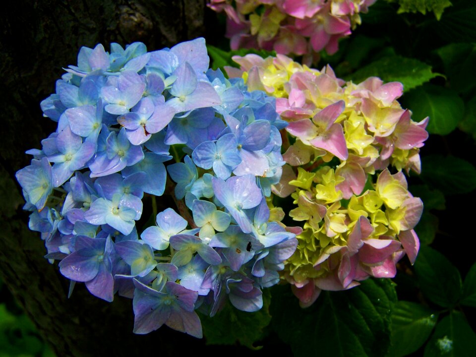 Light blue pink hydrangea flower garden