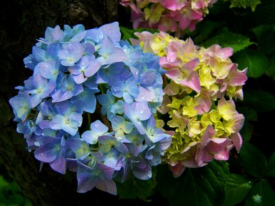 Light blue pink hydrangea flower garden