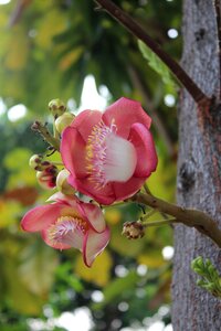 Natural summer plant