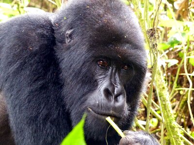 Rwanda nature safari