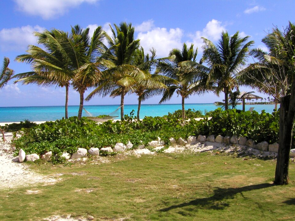 Ocean palm trees