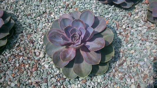 Garden gray desert