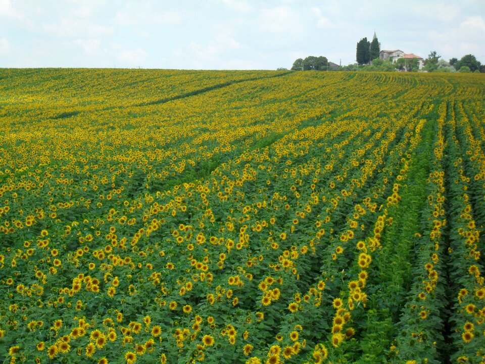 Sunflower nature summer