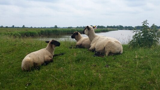 Pond meadow animals