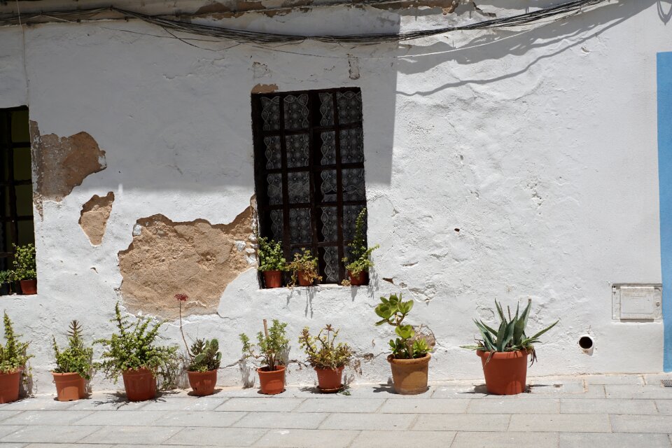 Eivissa facade plant