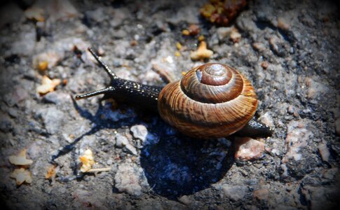 Brown nature animal