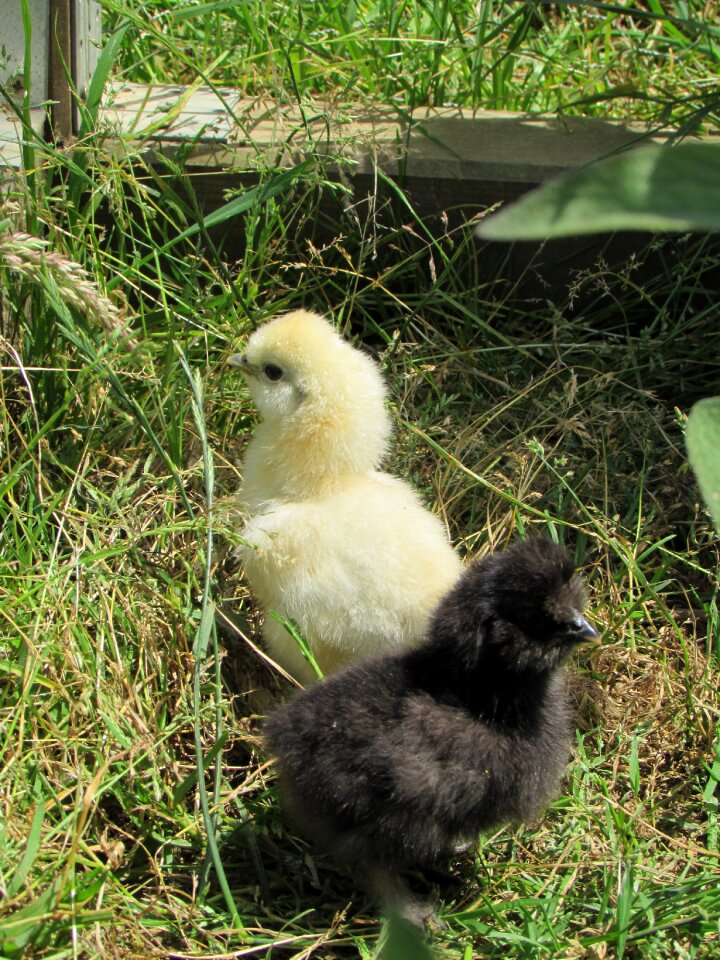 Farm chick green chicken photo