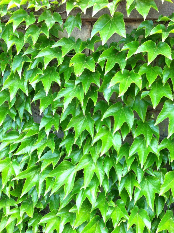 Plant texture leaf