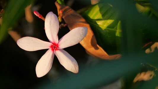 Plant singapore