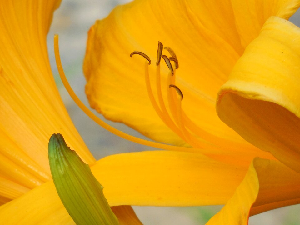 Lily nature flower photo