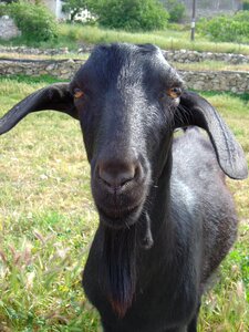 Animal black