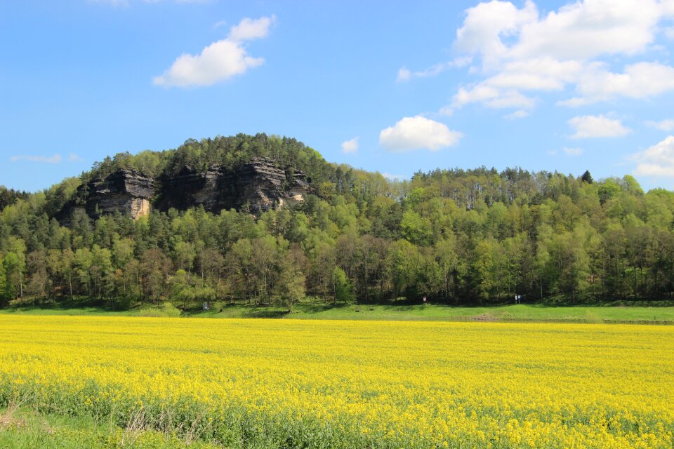 Rapeseed field yellow field flower field