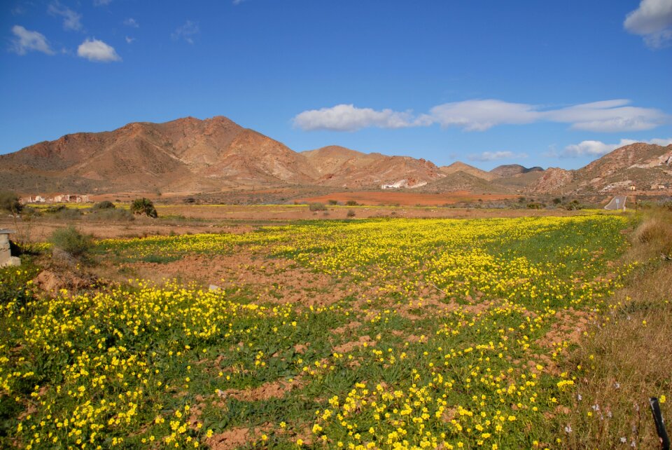 Landscape wild flowers flora