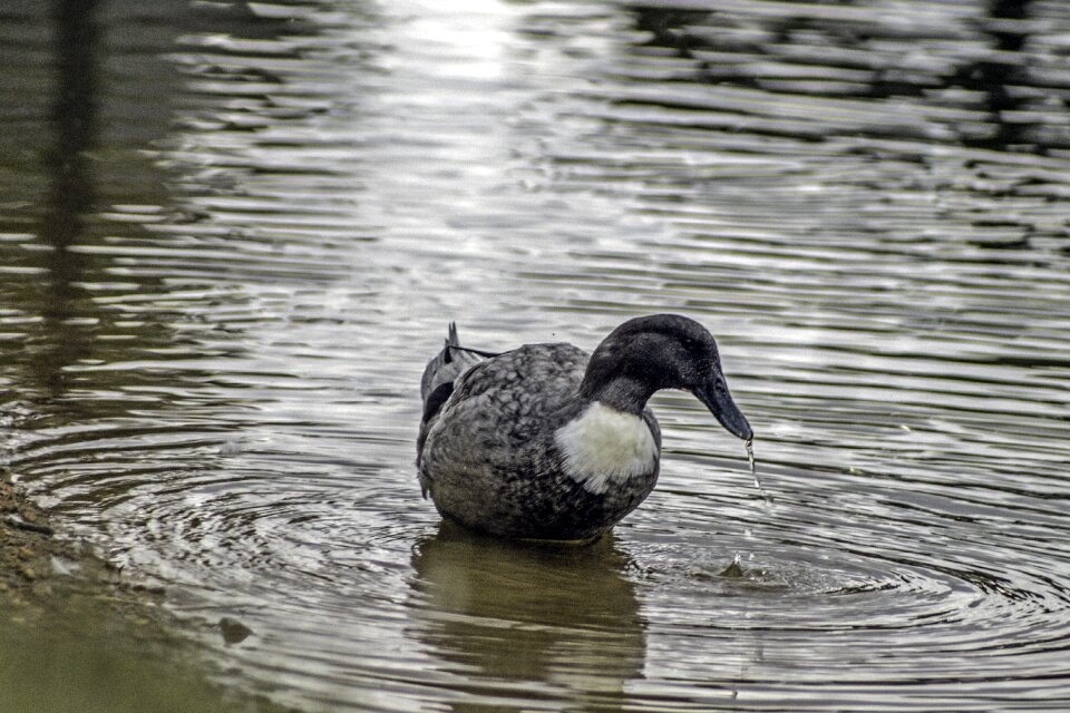 Bill duck bill pond