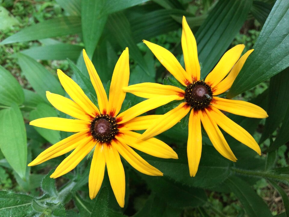 Rudbeckia the two clusters june