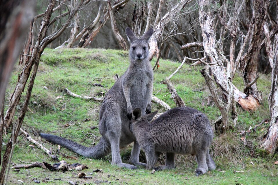 Australia mother baby carrier