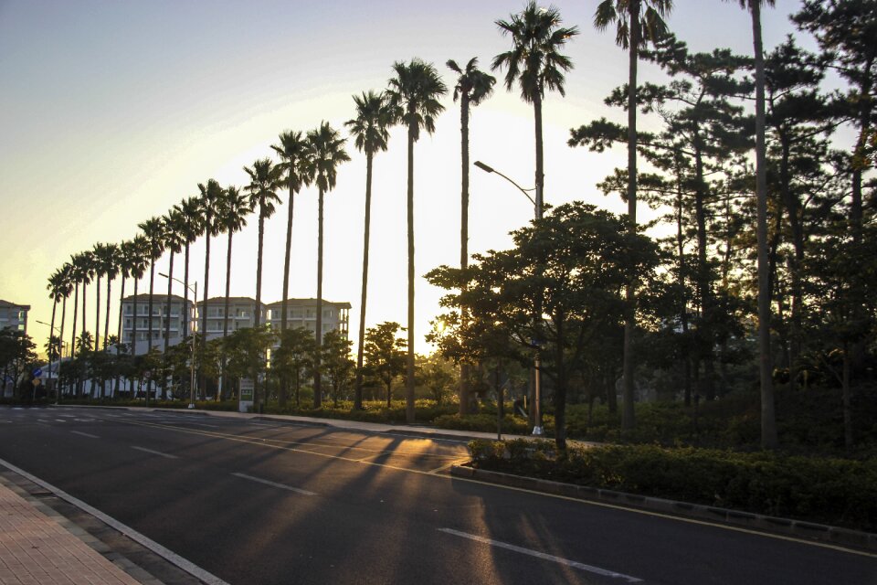 Palm trees road empty streets