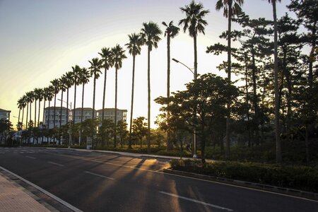 Palm trees road empty streets photo