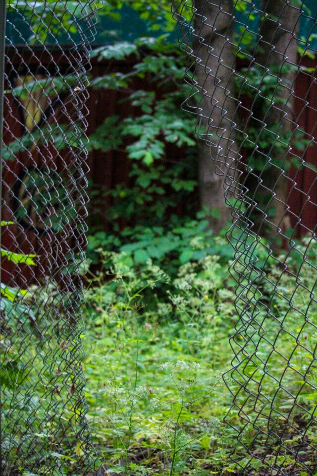 Fence forest Free photos