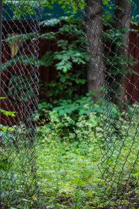 Fence forest Free photos