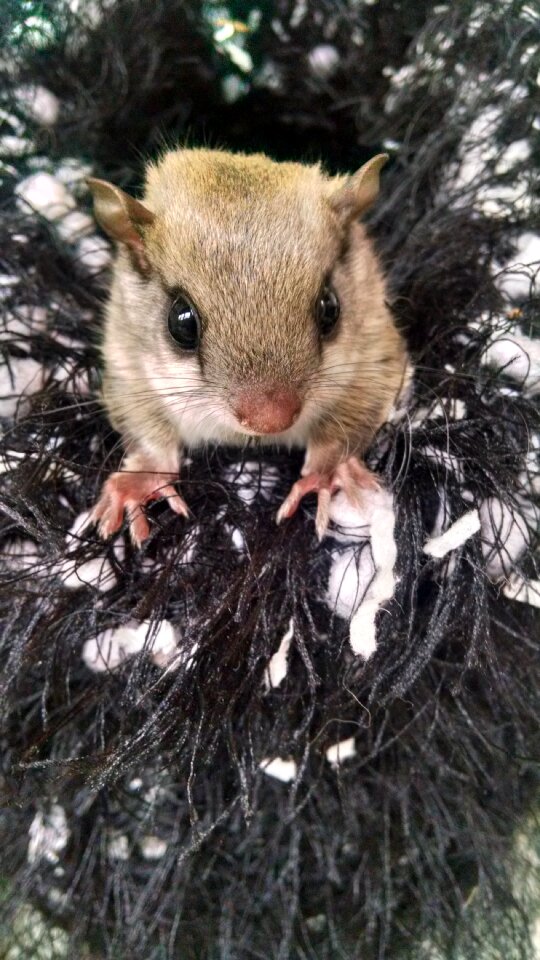 Wildlife rehabilitation baby