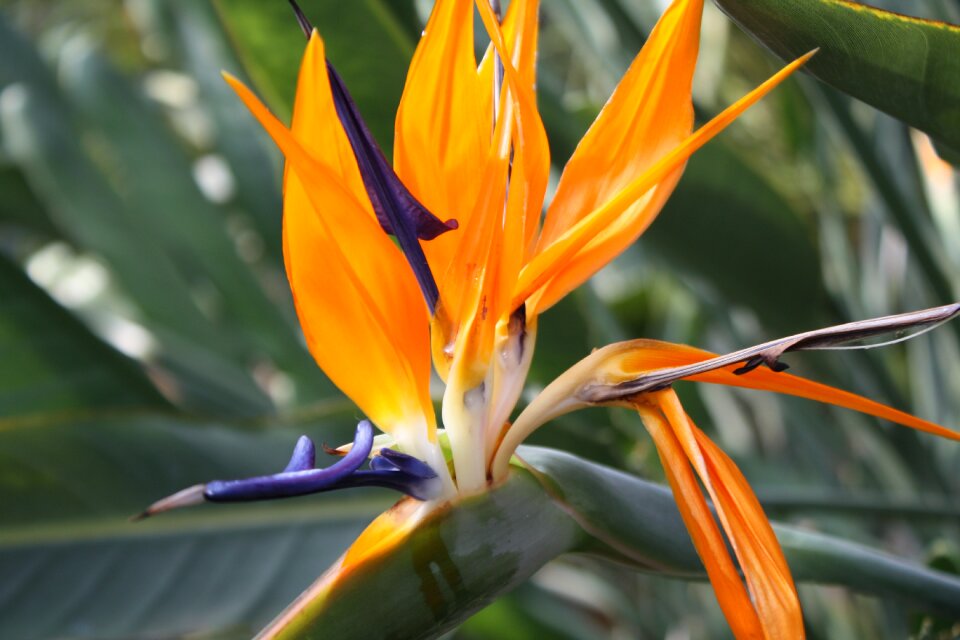 Exotic blossom bloom