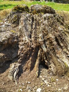Wood bark forest